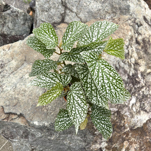 Gardens by the Bay - Plant Collection - Foliage Plants - Begonia 'Snow Capped'_2