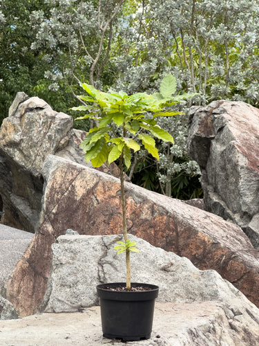 Gardens by the Bay - Plant Collection - Foliage Plants - Coffea arabica