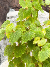 Load image into Gallery viewer, Gardens by the Bay - Plant Collection - Foliage Plants - Begonia &#39;Moon Maid&#39;_2
