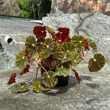 Load image into Gallery viewer, Gardens by the Bay - Plant Collection - Foliage Plants - Begonia mazae var. nigricans
