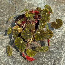 Load image into Gallery viewer, Gardens by the Bay - Plant Collection - Foliage Plants - Begonia mazae var. nigricans_2
