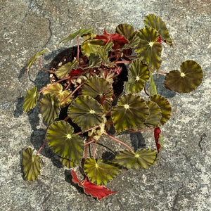 Gardens by the Bay - Plant Collection - Foliage Plants - Begonia mazae var. nigricans_2