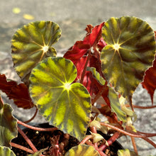 Load image into Gallery viewer, Gardens by the Bay - Plant Collection - Foliage Plants - Begonia mazae var. nigricans_3
