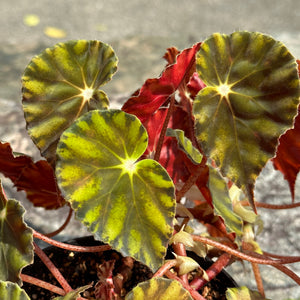 Gardens by the Bay - Plant Collection - Foliage Plants - Begonia mazae var. nigricans_3