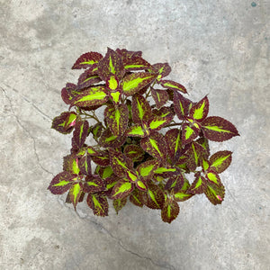 Gardens by the Bay - Plant Collection - Foliage Plants - Coleus scutellarioides 'Saturn'_2