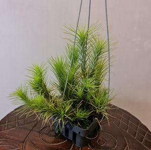 funckiana air plant Gap Tillandsia Funckiana in hanging pot – Gardens by the Bay eShop