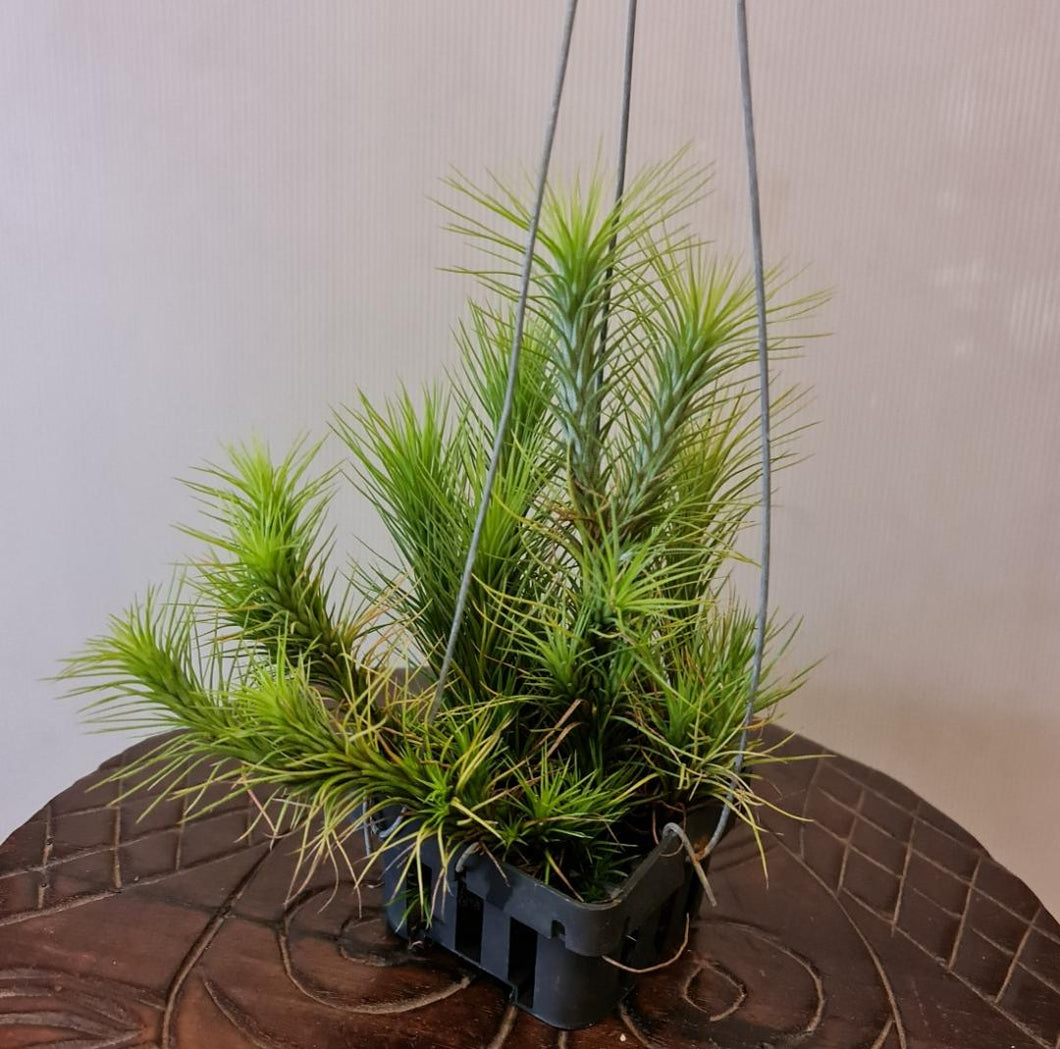 Gardens by the Bay - Plant Collection - Air Plants - Tillandsia Funckiana in hanging pot