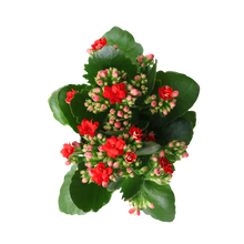 Load image into Gallery viewer, Gardens by the Bay - Plant Collection - Limited Edition - Treasure Pride_2
