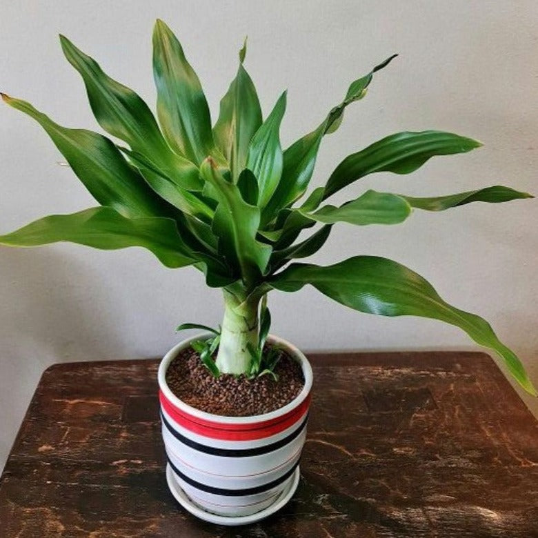 Gfp Crinum superbum (Giant Crinum Lily) in ceramic pot – Gardens by the ...