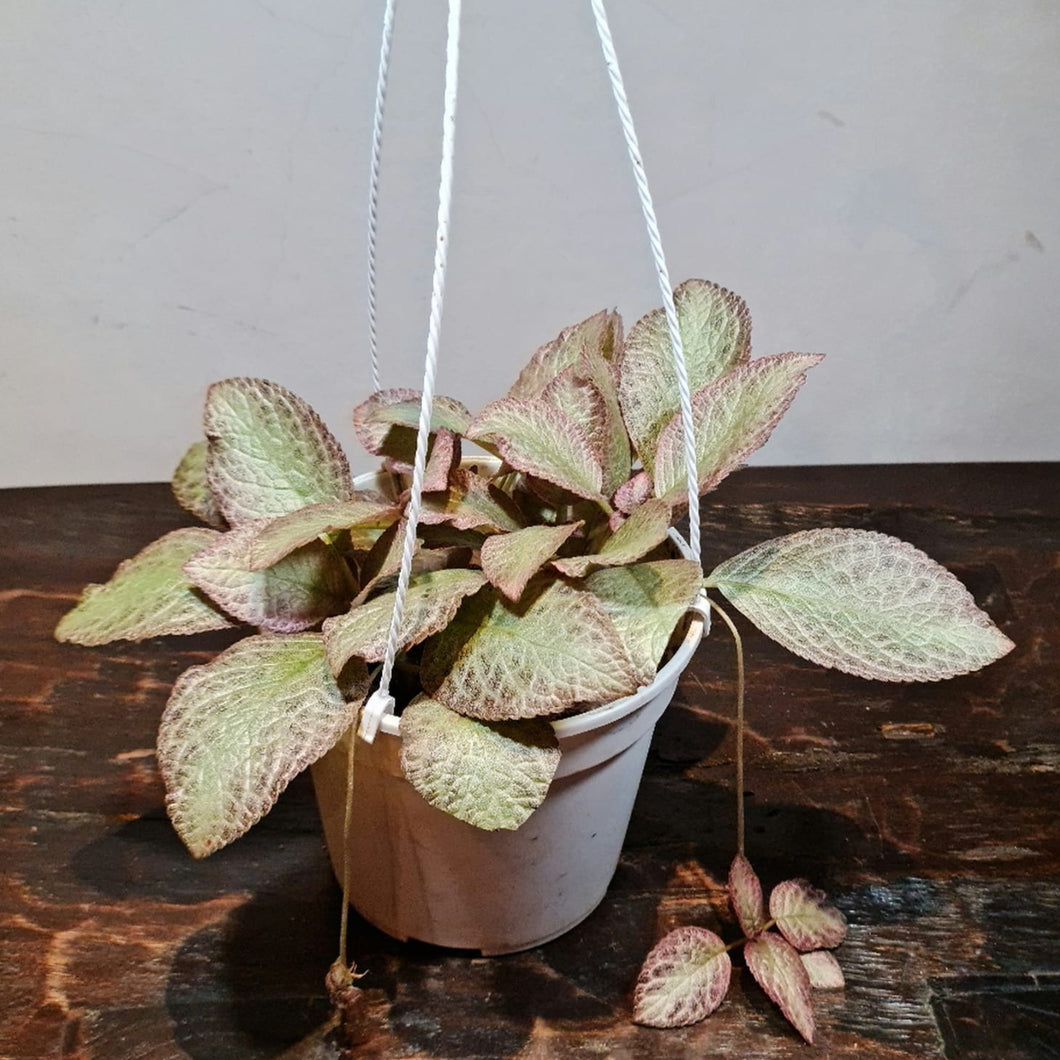 Gardens by the Bay - Plant Collection - Foliage Plants - Episcia Thad’s Diamond Dust  in white hanging plastic pot