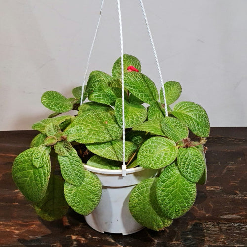 Gardens by the Bay - Plant Collection - Foliage Plants - Episcia Magnificent  in white hanging plastic pot