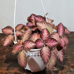 Gardens by the Bay - Plant Collection - Foliage Plants - Episcia 'Pink Acajou' in white hanging plastic pot