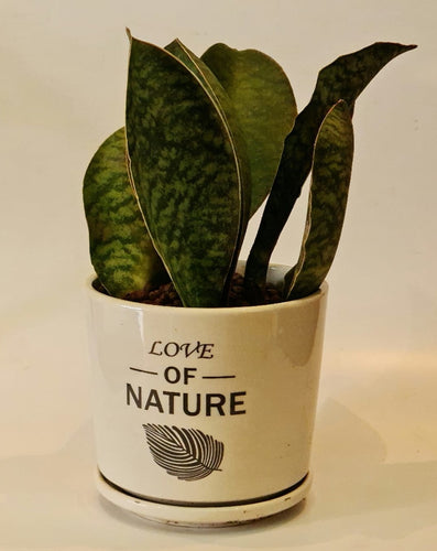Gardens by the Bay - Plant Collection - Foliage Plants - Sansevieria masoniana in ceramic pot (A)
