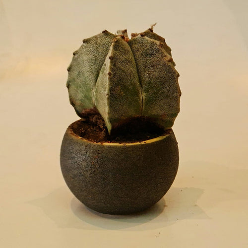 Gsc Bishop's cap cactus (Astrophytum myriostigma) in ceramic pot B