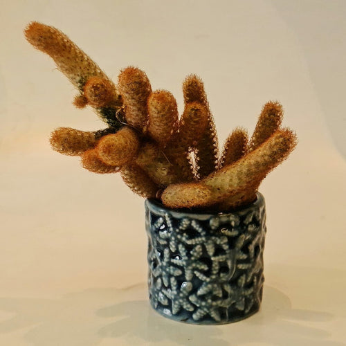 Gardens by the Bay - Plant Collection - Succulents and Cactus - Lady Finger Cactus (Mammillaria elongata) in ceramic pot A