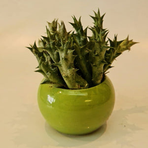 Gardens by the Bay - Plant Collection - Succulents and Cactus - Stapelia dummeri in ceramic pot