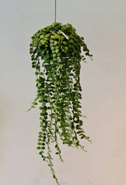 Image 11: Gardens by the Bay - Plant Collection - Foliage Plants - Dischidia nummularia in hanging pot