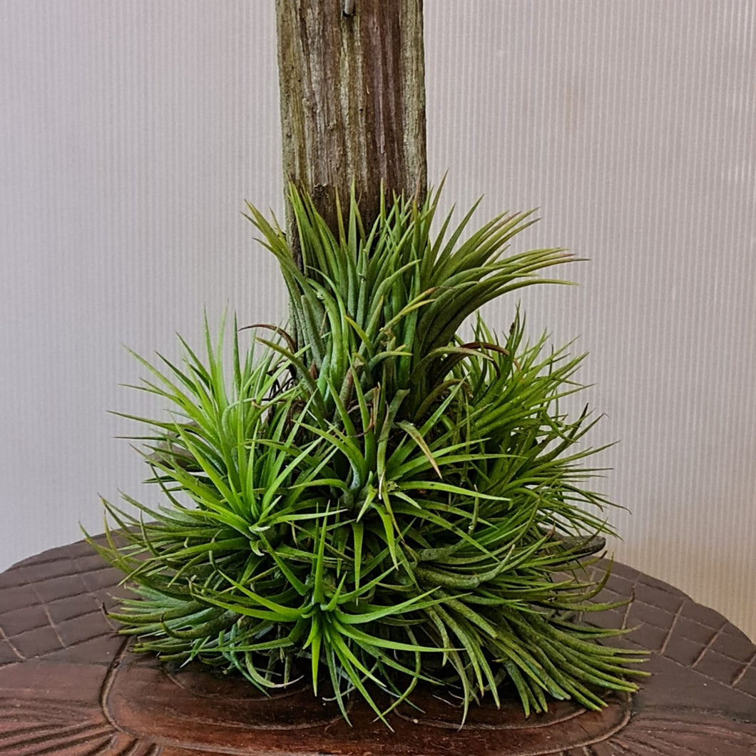 Gardens by the Bay - Plant Collection - Air Plants - Tillandsia ionantha  on hanging slap