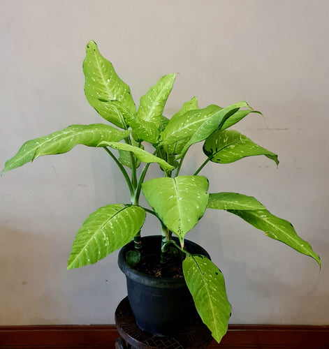 Gardens by the Bay - Plant Collection - Foliage Plants - Dieffenbachia Maculata Rudolph Roehrs