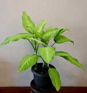 Gardens by the Bay - Plant Collection - Foliage Plants - Dieffenbachia Maculata Rudolph Roehrs