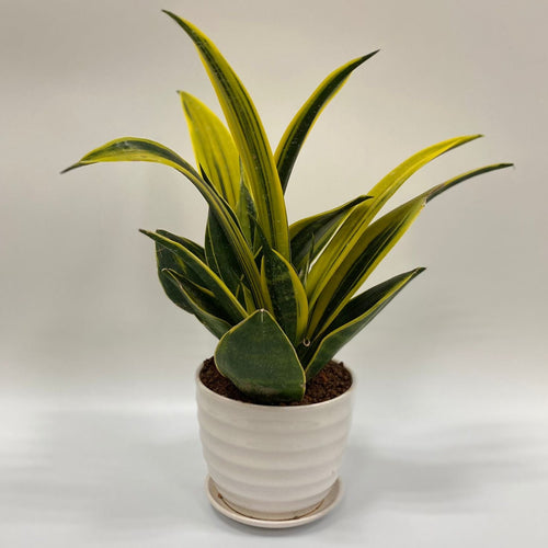 Gardens by the Bay - Plant Collection - Foliage Plants - Sansevieria trifasciata ‘Gold Flame’ in ceramic pot