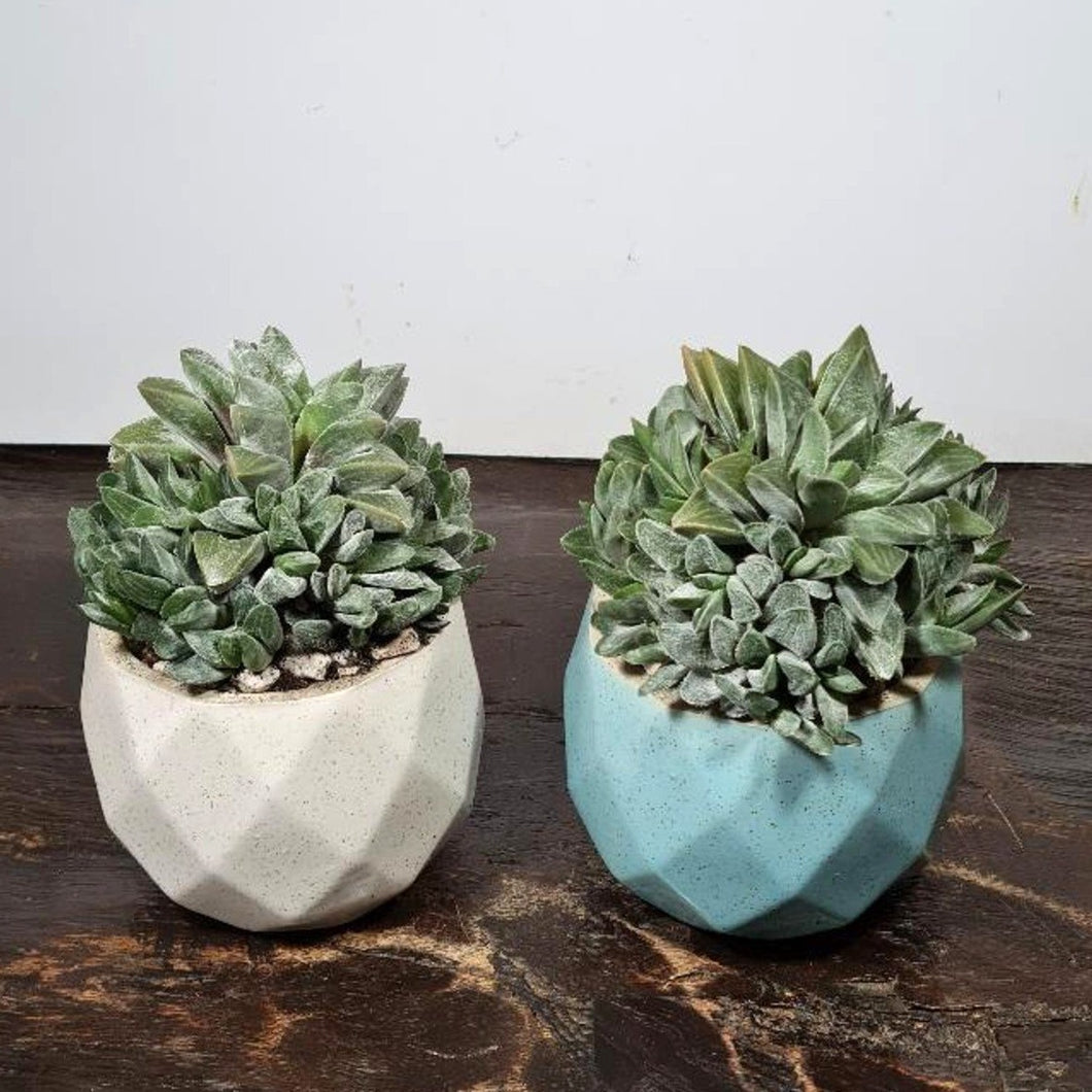 Gardens by the Bay - Plant Collection - Succulents and Cactus - Haworthia magnifica f.variegata in ceramic pot