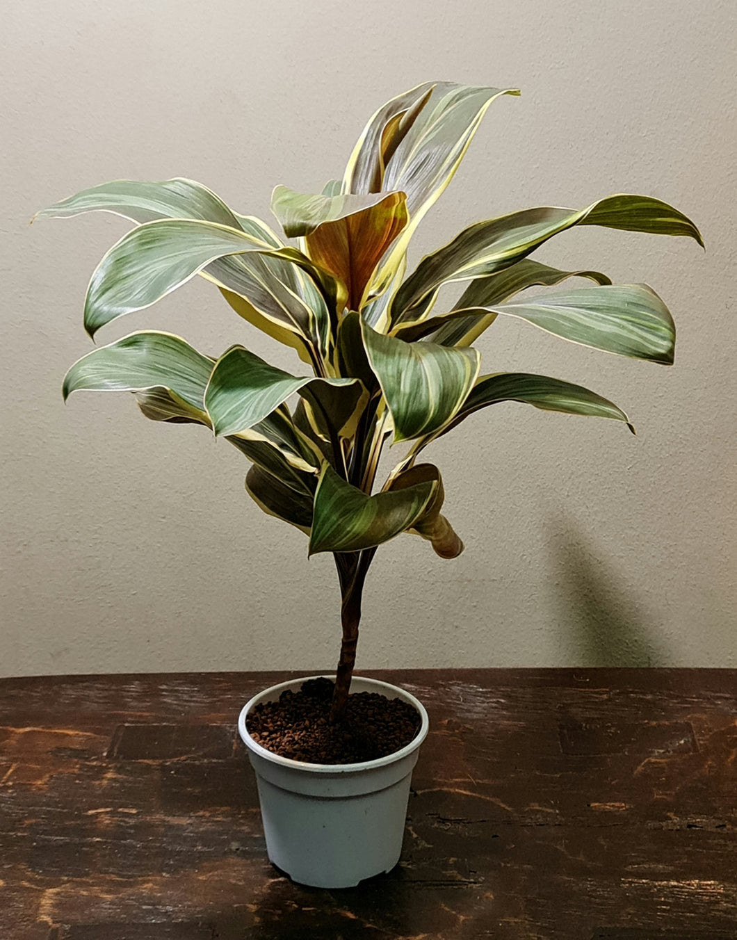 plastic cordyline plants Gfp Cordyline Coco Compactor in plastic pot