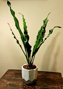 Gardens by the Bay - Plant Collection - Foliage Plants - Anthurium Renaissance in ceramic pot