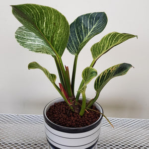 Gardens by the Bay - Plant Collection - Foliage Plants - Gfp Philodendron birkin in ceramic pot