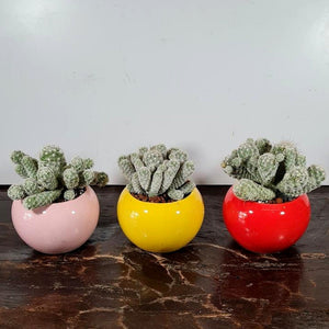 Gardens by the Bay - Plant Collection - Succulents and Cactus - Thimble Cactus (Mammillaria gracilis ) in ceramic pot