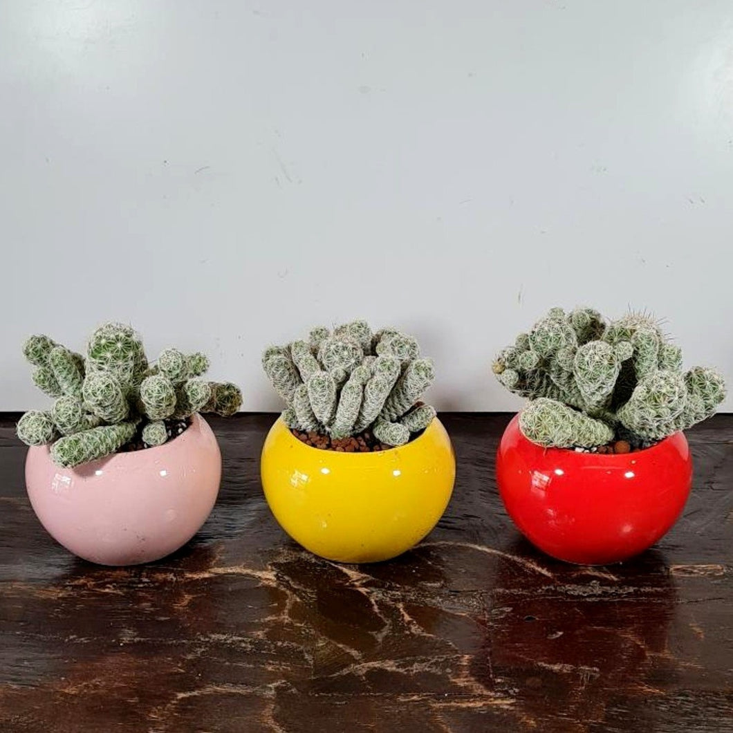 Gardens by the Bay - Plant Collection - Succulents and Cactus - Thimble Cactus (Mammillaria gracilis ) in ceramic pot