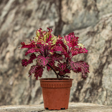 Load image into Gallery viewer, Gardens by the Bay - Plant Collection - Foliage Plants - Coleus &#39;Peter&#39;s Wonder&#39;
