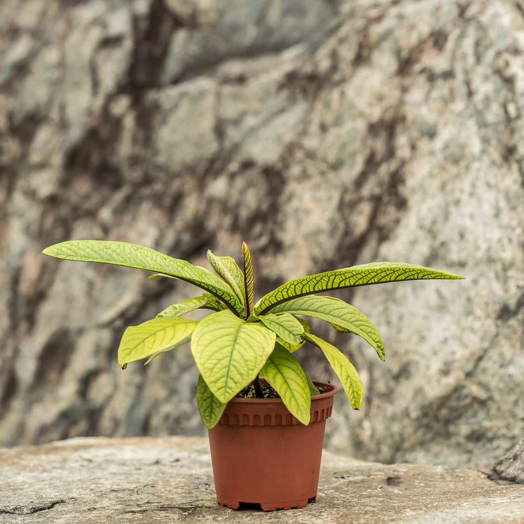 Gardens by the Bay - Plant Collection - Foliage Plants - Ardisia sp.  