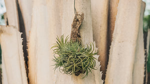 Air Plant on Driftwood - Gardens by the Bay Online Shop