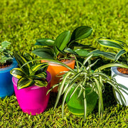 Image 9: Gardens by the Bay - Plant DIY Collection - Air Purifying Plant in Self Watering Pot