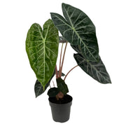 Image 13: Gardens by the Bay - Plant Collection - Foliage Plants - Alocasia Pink Dragon