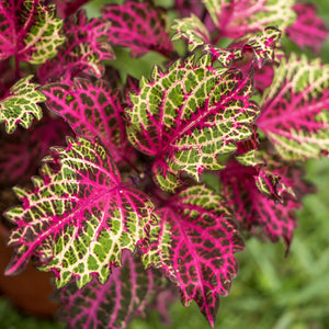 Gardens by the Bay - Plant Collection - Foliage Plants - Coleus 'Peter's Wonder'_2