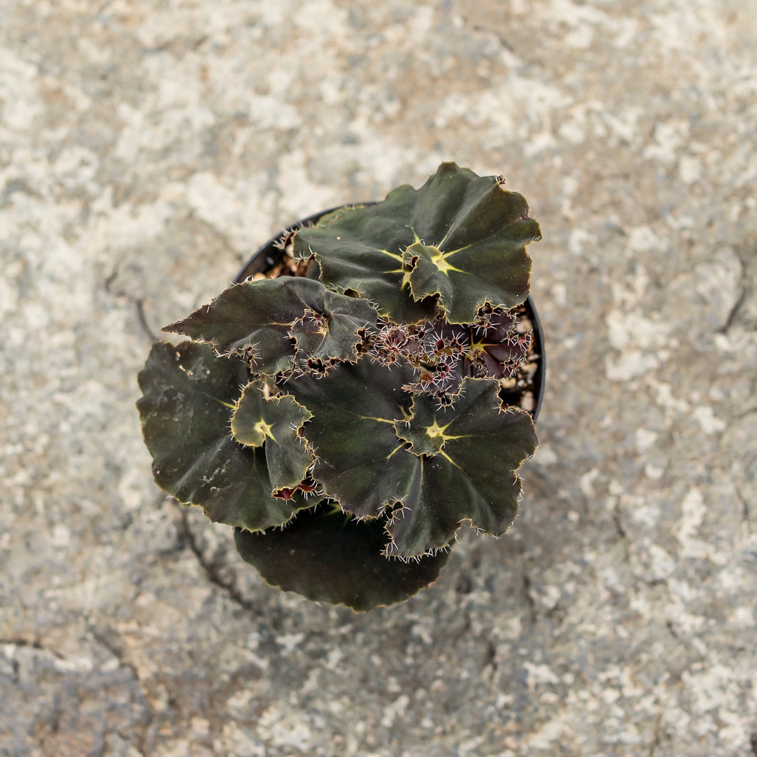 Gardens by the Bay - Plant Collection - Foliage Plants - Begonia 'Black Mamba'