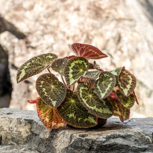 Gardens by the Bay - Plant Collection - Foliage Plants - Begonia sizemoreae