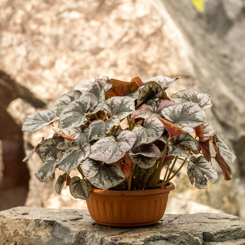 Gardens by the Bay - Plant Collection - Foliage Plants - Begonia sykakiengii