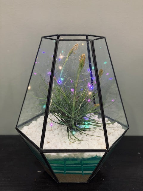 Gardens by the Bay - Plant Collection - Air Plants and Terrariums and Mini Gardens - Clarity FX Type F