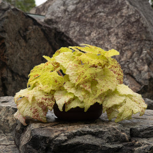 Gardens by the Bay - Plant Collection - Foliage Plants - Begonia 'Marmaduke'