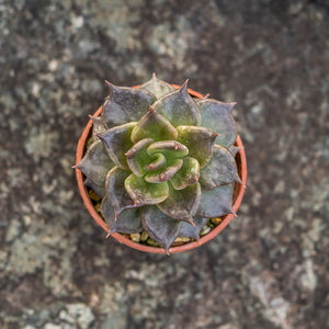 Gardens by the Bay - Plant Collection - Succulents - Echeveria 'Black Prince'