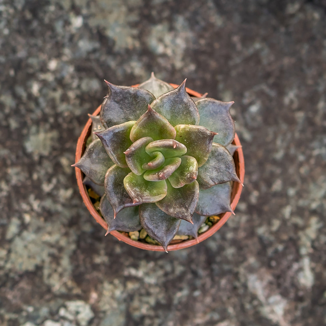 Gardens by the Bay - Plant Collection - Succulents - Echeveria 'Black Prince'