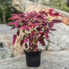 Load image into Gallery viewer, Gardens by the Bay - Plant Collection - Foliage Plants - Coleus &#39;Black Beauty&#39;
