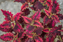 Load image into Gallery viewer, Gardens by the Bay - Plant Collection - Foliage Plants - Coleus &#39;Black Beauty&#39;_3
