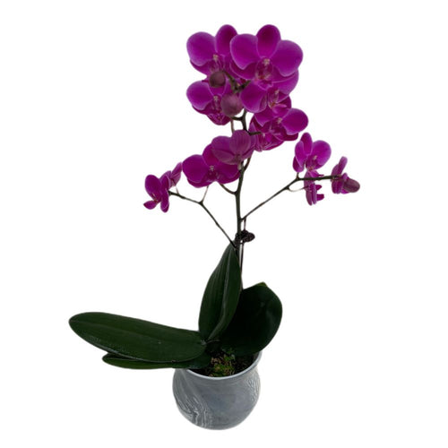 Gardens by the Bay - Plant Collection - Orchid - Mini Phalaenopsis Dtps Queen Beer in Grey ceramic pot