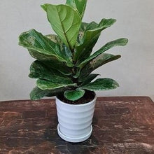 Load image into Gallery viewer, Gardens by the Bay - Plant Collection - Foliage Plants - Ficus lyrata in ceramic pot
