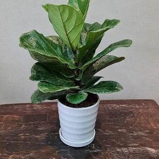 Gardens by the Bay - Plant Collection - Foliage Plants - Ficus lyrata in ceramic pot