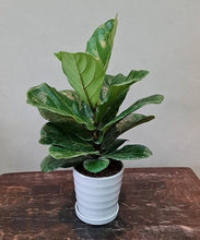 Load image into Gallery viewer, Gardens by the Bay - Plant Collection - Foliage Plants - Ficus lyrata in ceramic pot_2

